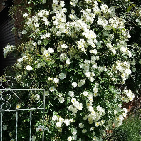 Dense rose plant with abundant clusters of white flowers and green leaves