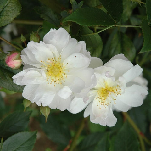 Two white rose blossoms with yellow centers and surrounding green leaves