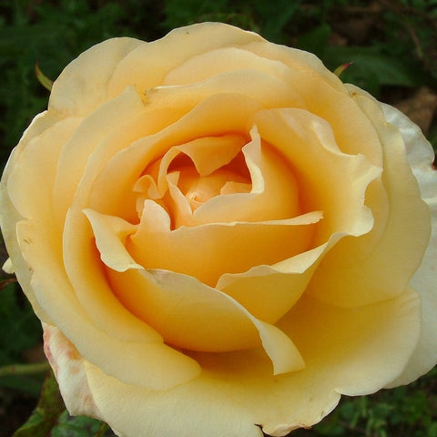 Pale yellow garden rose with layered petals, close-up bloom