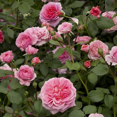 Pippin pink rose buds and blooms with green leaves, branch view