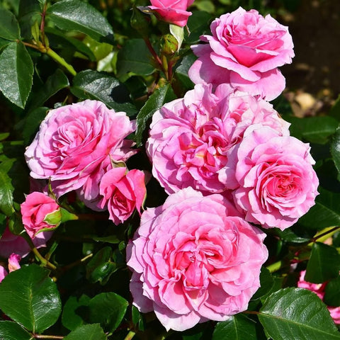 Pippin pink rose blossoms on green leaves, close-up cluster