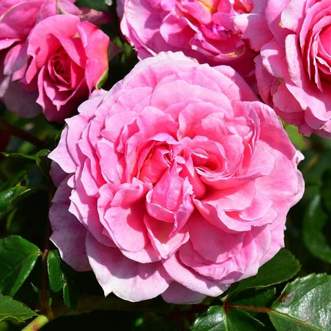 Pippin pale pink double rose in tight close-up with green foliage
