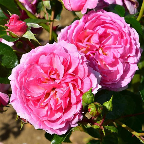 Pippin bright pink rose blooms with green leaves and unopened buds
