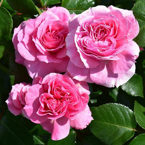Pippin pink rose cluster with double blooms and glossy green leaves