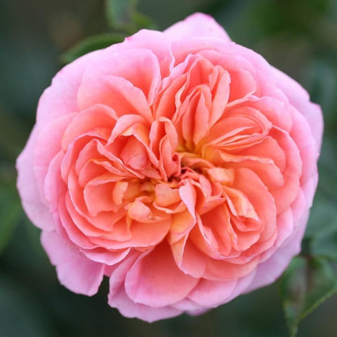 Pink double rose bloom with layered petals