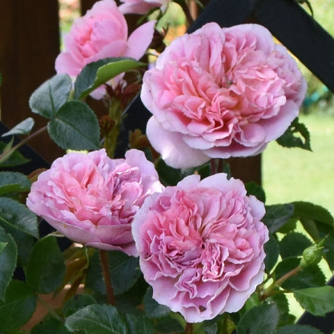 Pink rose shrub with several double blooms and green leaves