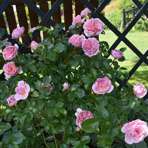 Pink rose shrub with multiple blooms on leafy stems