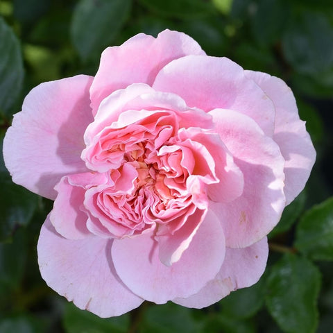 Light pink double rose flower with ruffled inner petals