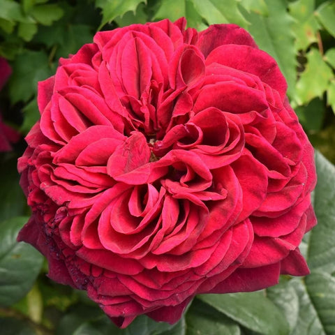 Red rose bloom with layered petals and ruffled edges on a green stem