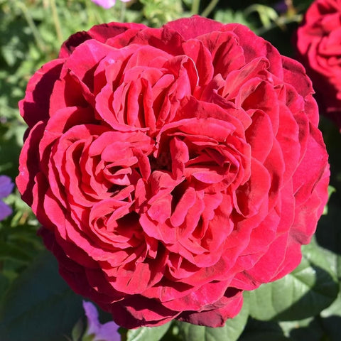 Raspberry-pink rose bloom with dense layered petals and curled edges