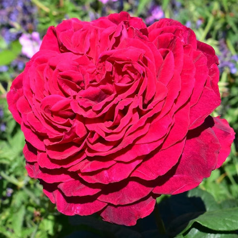 Vivid pink rose bloom with tightly layered ruffled petals and green leaves