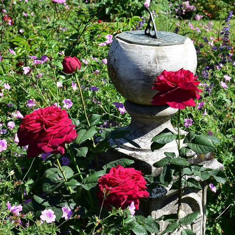 Red rose flowers with green leaves near a garden stone ornament