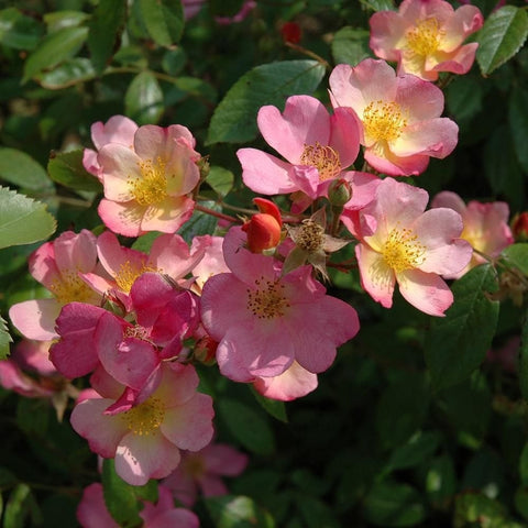 Pleasantry rose shrub with pink and pale yellow center flowers on green leaves