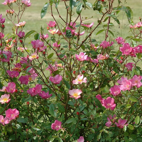 Pleasantry rose shrub with many pink blooms and green foliage in a full bush