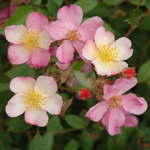 Pleasantry rose flowers with pink petals and pale yellow centers on stems and leaves