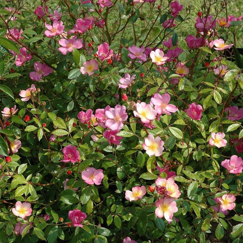 Pleasantry rose shrub covered in pink flowers with leafy green branches