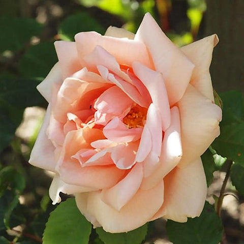 Peach-pink rose bloom with layered petals and orange center