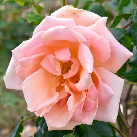 Pink rose bloom with curled petals and orange-yellow center