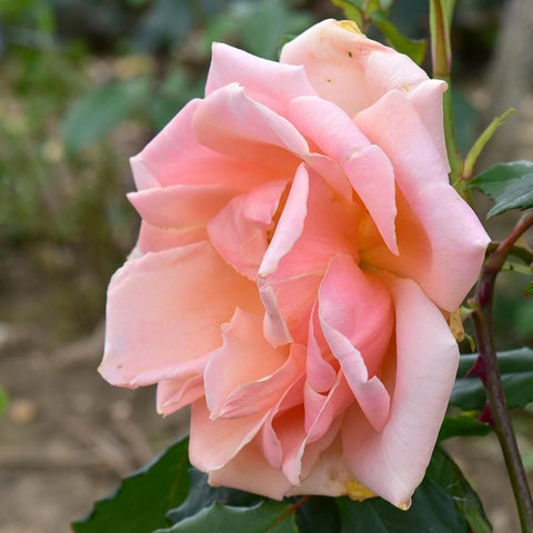 Light pink rose flower on green stems with layered petals