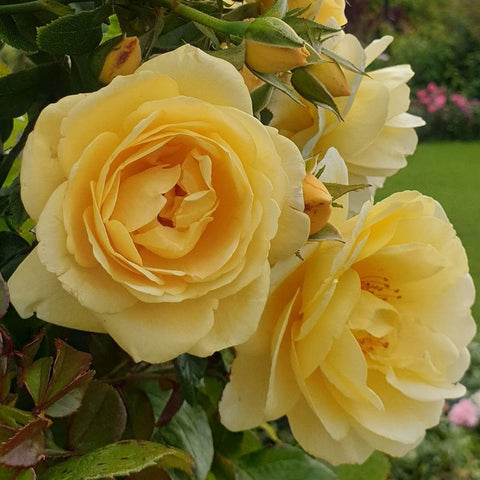 Yellow cream rose bloom with layered petals and green leaves