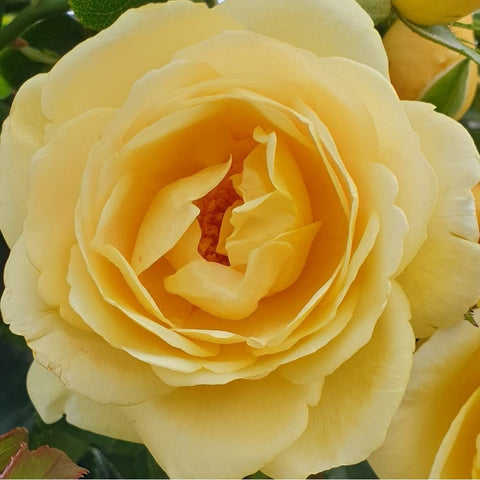 Close-up of pale yellow rose with layered petals and orange center