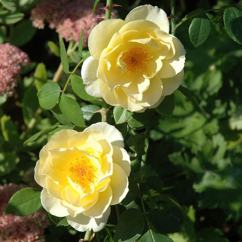 Creamy white and pale yellow rose blooms with green leaves