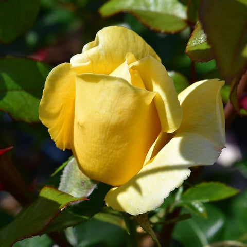 Single yellow rose flower with layered petals and green leaves