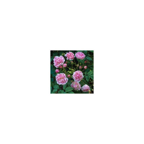 Pink rose plant with multiple blossoms and green leaves