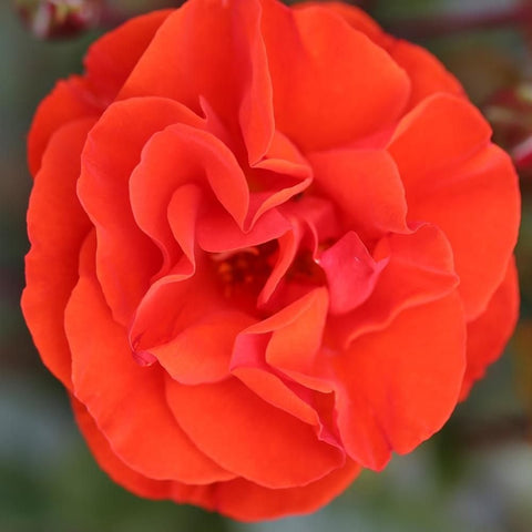 Orange-red rose bloom with layered petals and yellow center