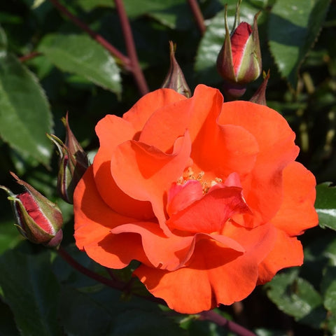 Orange-red rose bloom on stems with unopened buds