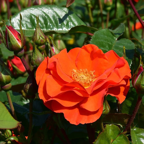 Orange-red rose bloom surrounded by green leaves and buds