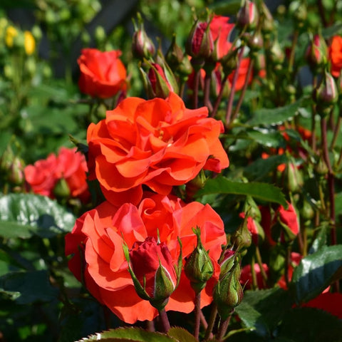 Cluster of orange-red rose blooms with buds on tall stems