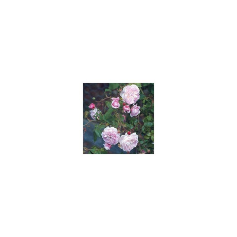 Pink double-flower rose blooms with buds on a flowering shrub