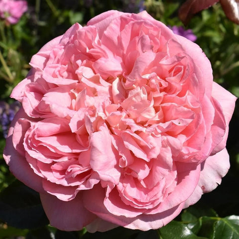 Double pink rose bloom with layered ruffled petals and green leaves