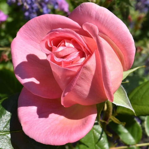 Single double pink rose flower with ruffled petals and green foliage