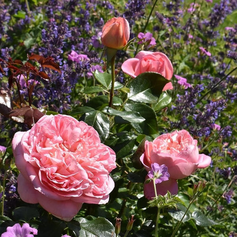 Rose plant with three double pink blooms and glossy green leaves