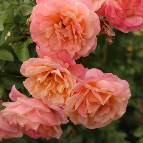 Peach-pink rose blooms with layered petals clustered on green stems