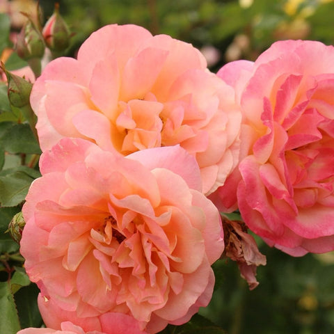 Large peach-pink rose bloom with layered petals and smaller flowers nearby