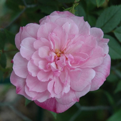Pink double pompon rose flower head with layered petals