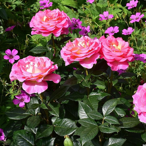 Pink rose bush with multiple blooms and glossy green leaves