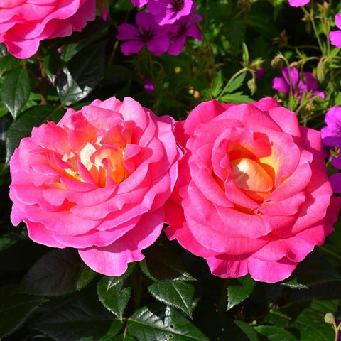 Close-up of two pink roses with orange centers and dark green leaves