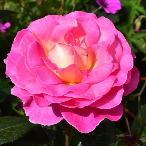 Single pink rose bloom with ruffled petals and green foliage