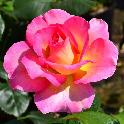 Close-up pink rose with orange-yellow center and green leaves