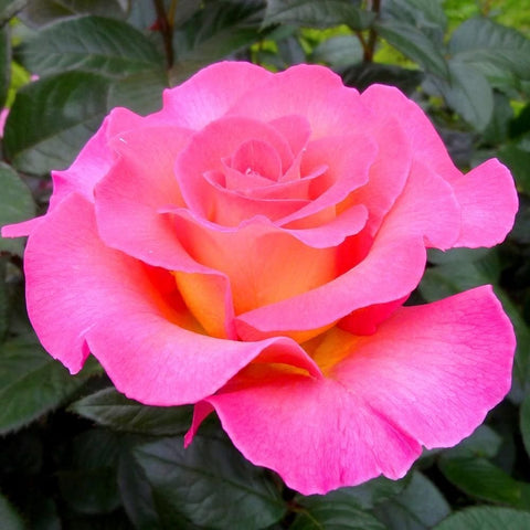 Pink rose bloom with layered petals and dark green leaves