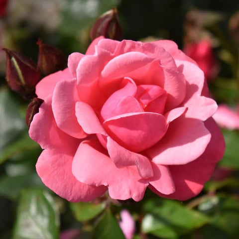 Pink double rose blossom with surrounding buds on green stems
