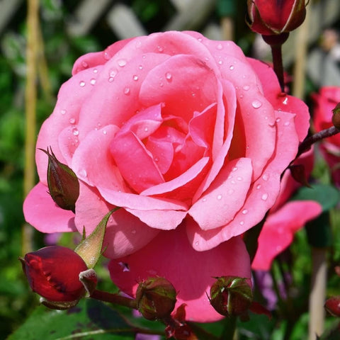 Pink rose blooms with water droplets and green buds on branching stems