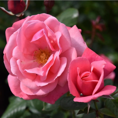 Pink rose flowers with visible center and a small bud on green leaves