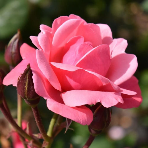 Pink rose bloom with unopened buds on dark green stems