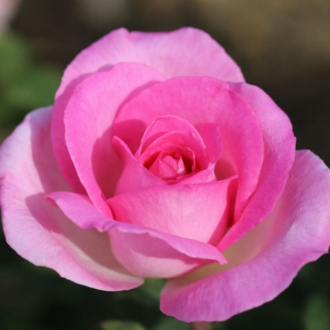 Pink rose bloom with layered petals and curled center