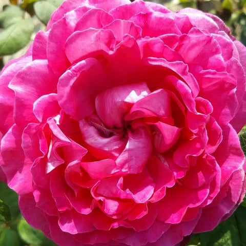Pink double rose blossom with layered ruffled petals, close-up view